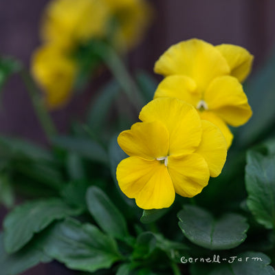 Pansy Cool Wave Golden Yellow Qrt.