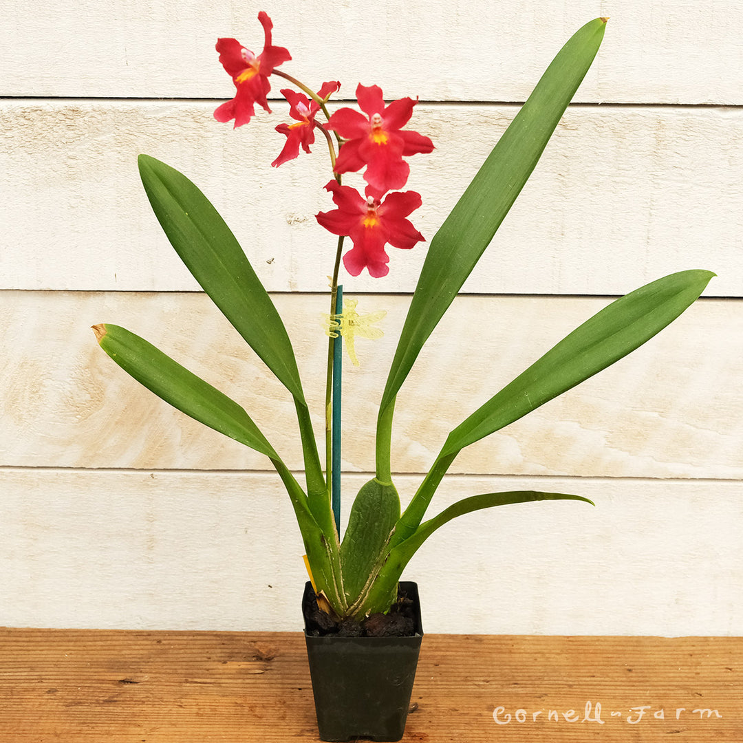 Orchids Direct Assorted Species 2.25in – Cornell Farm