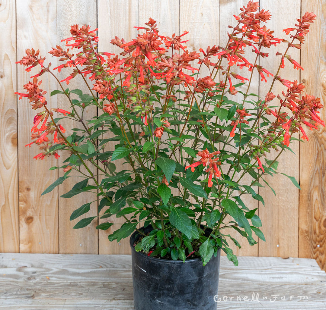Salvia Skyscraper Orange 2gal CF – Cornell Farm
