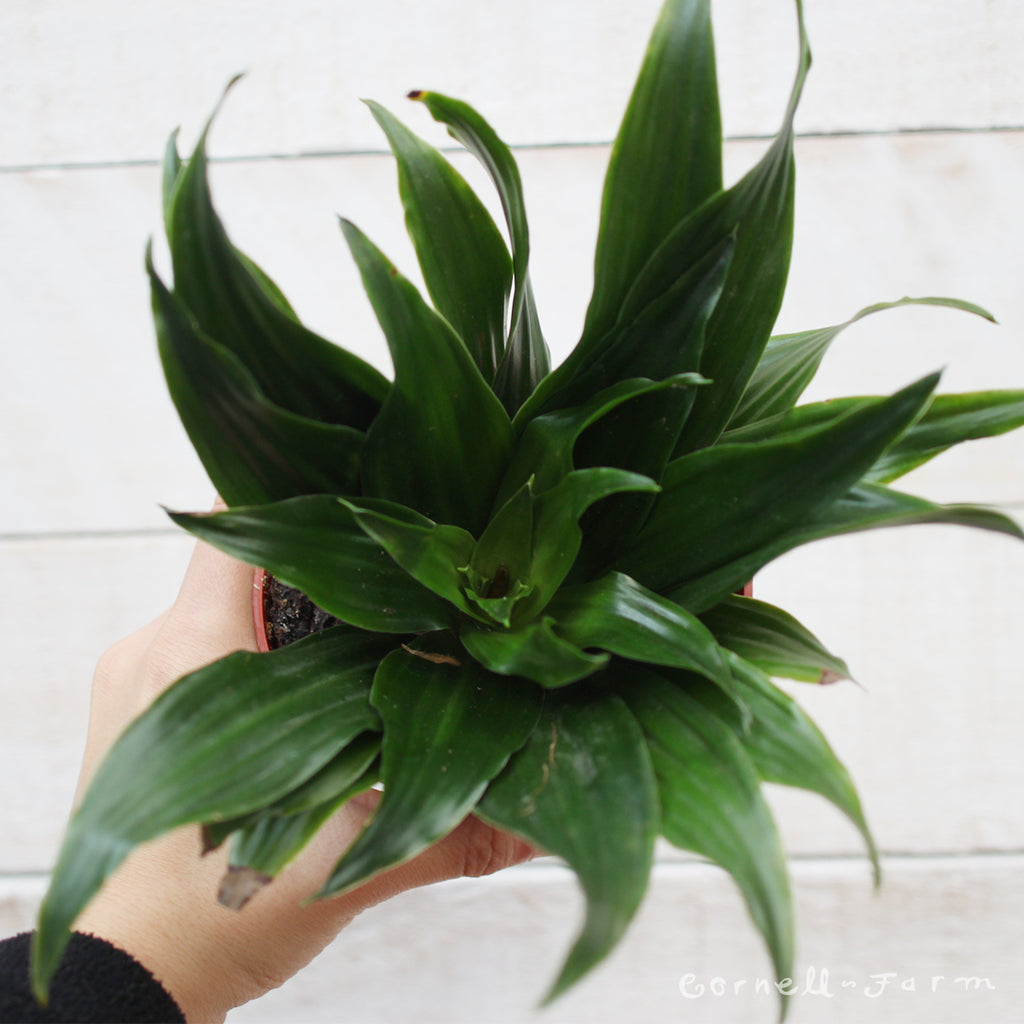 Dracaena compacta 4in Janet Craig
