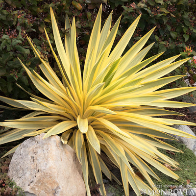 Yucca gl. Bright Star 5gal