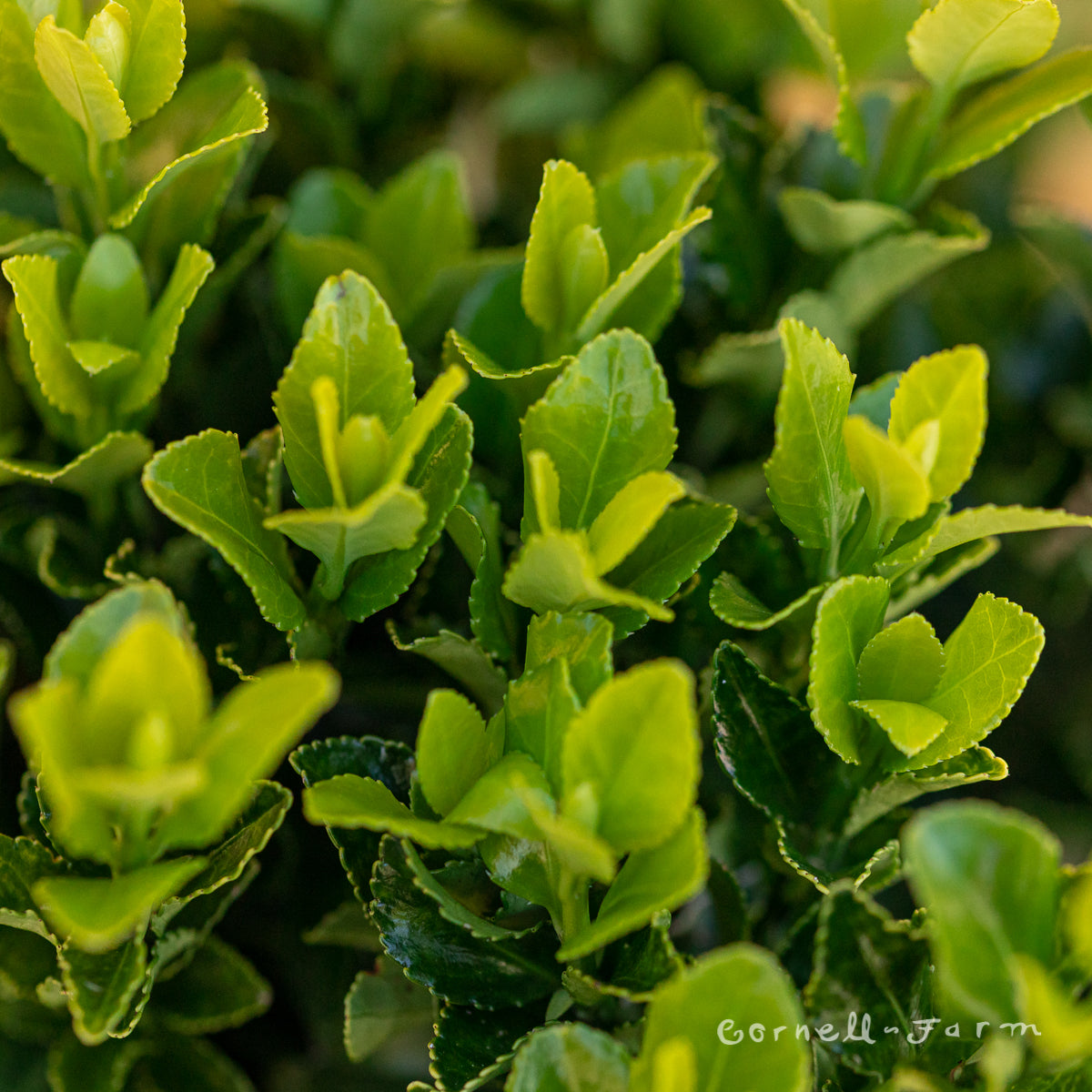 Euonymus japonicus Green Spire 5gal