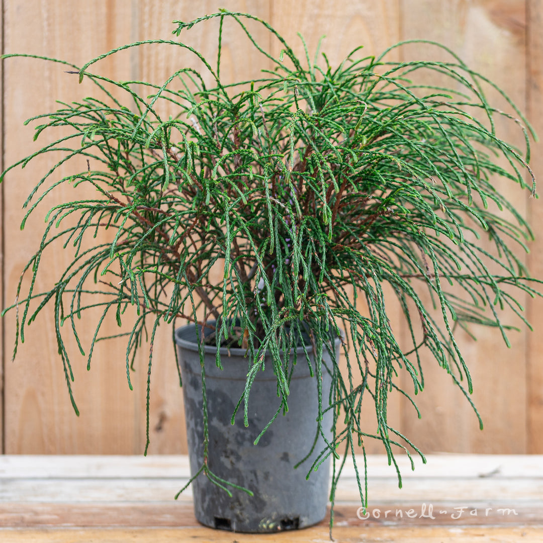 Thuja p. Whipcord RGP Western Red Cedar – Cornell Farm