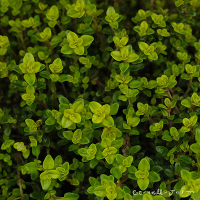 Thymus Lime 4in Thyme