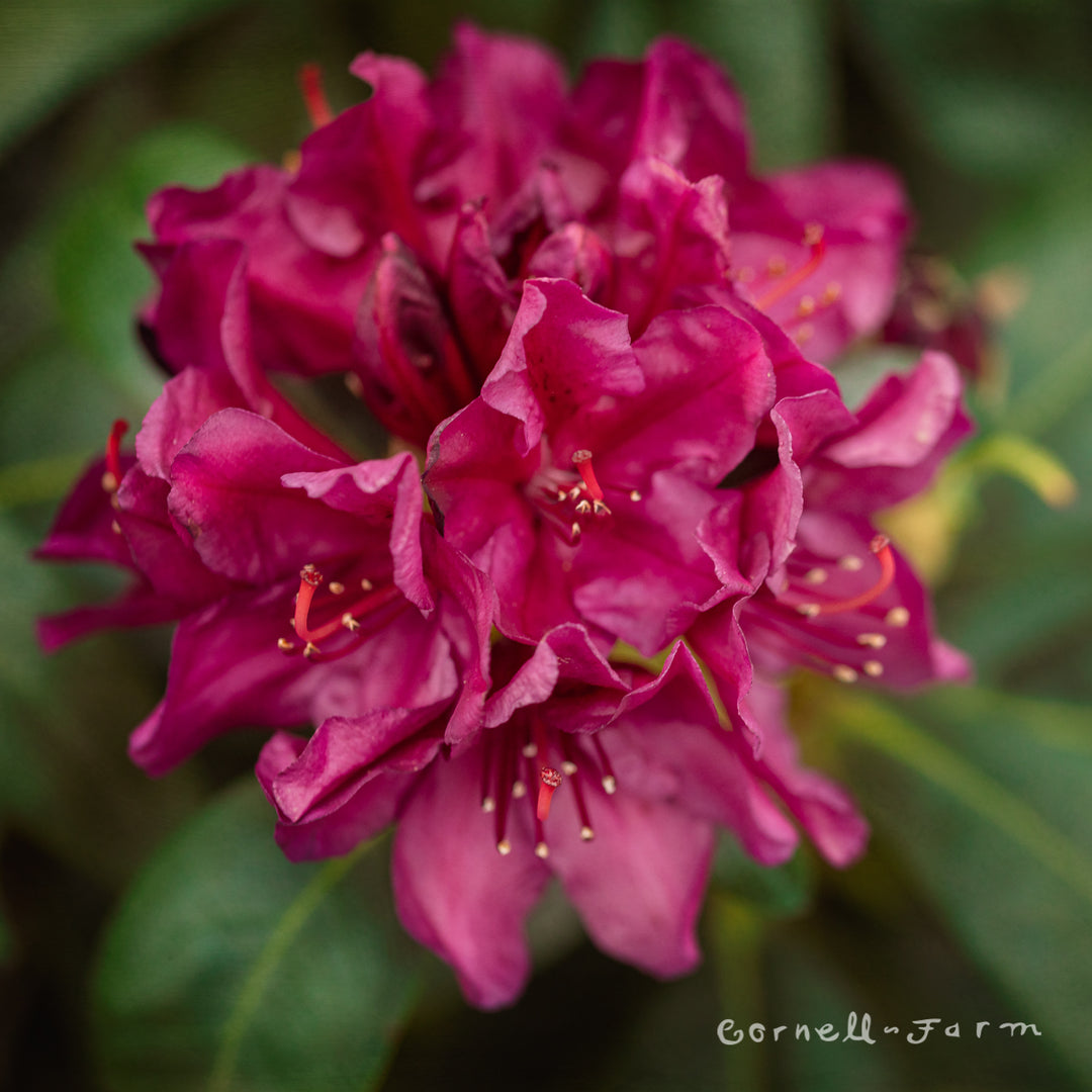 Rhododendron Polarnacht 6gal 24-30in