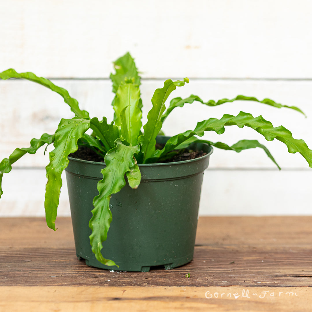 Asplenium antiquum Victoria 6in Victoria Birds Nest Fern