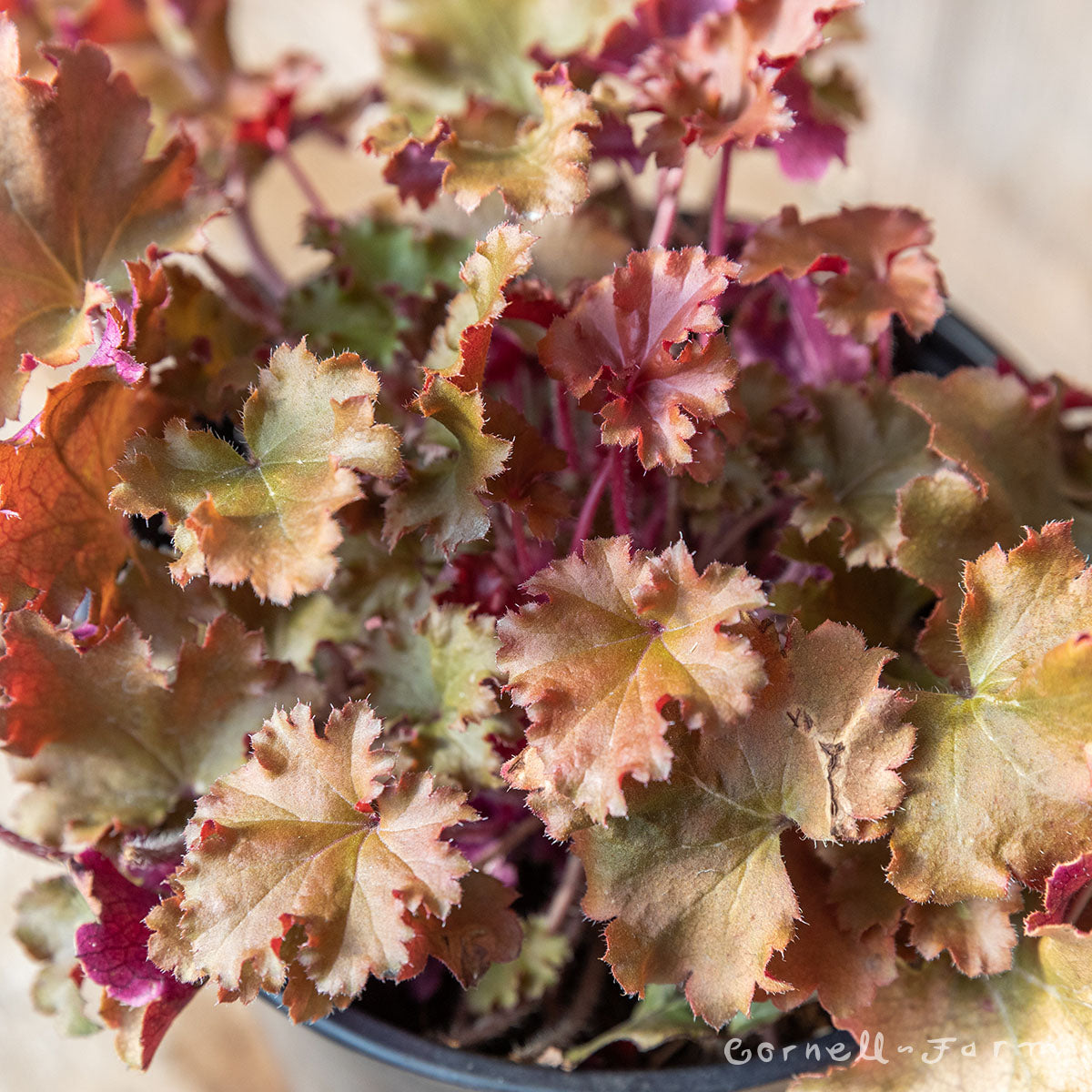 Heuchera Peach Crisp Qrt.