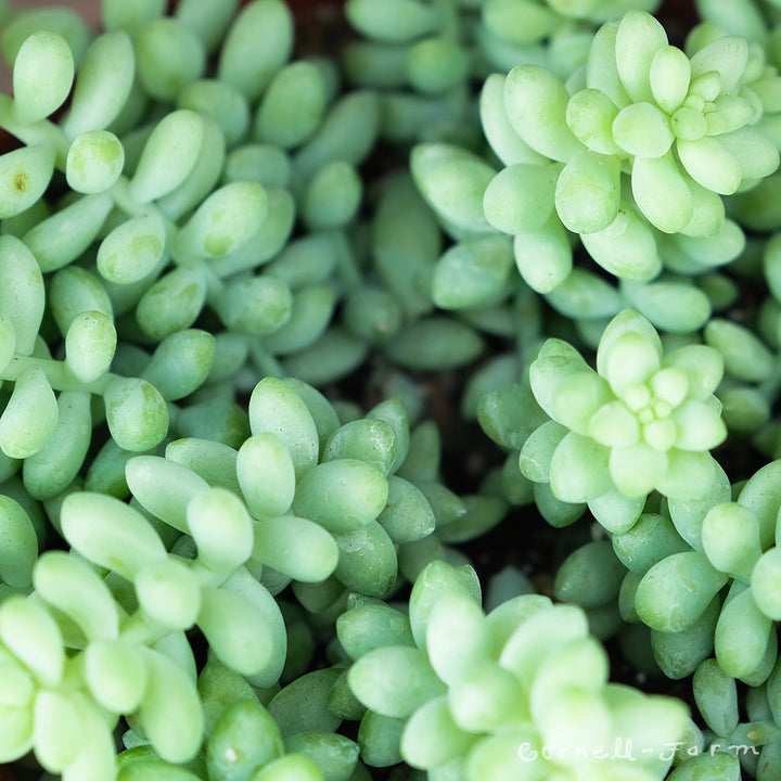 Sedum morganianum 6in Burros Tail – Cornell Farm