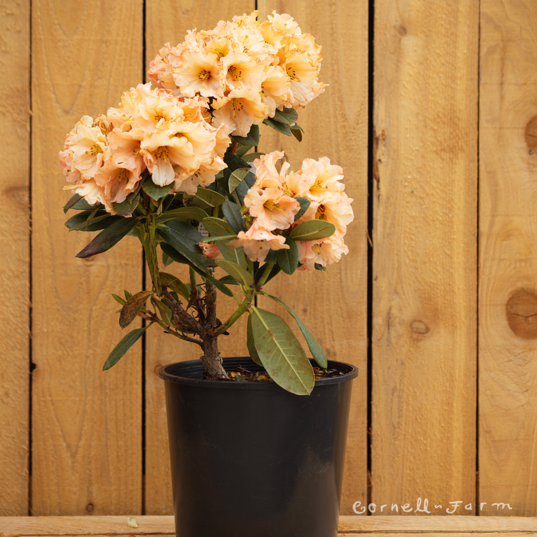 wild rhododendron Rhododendron Wild Ginger 2gal – Cornell Farm