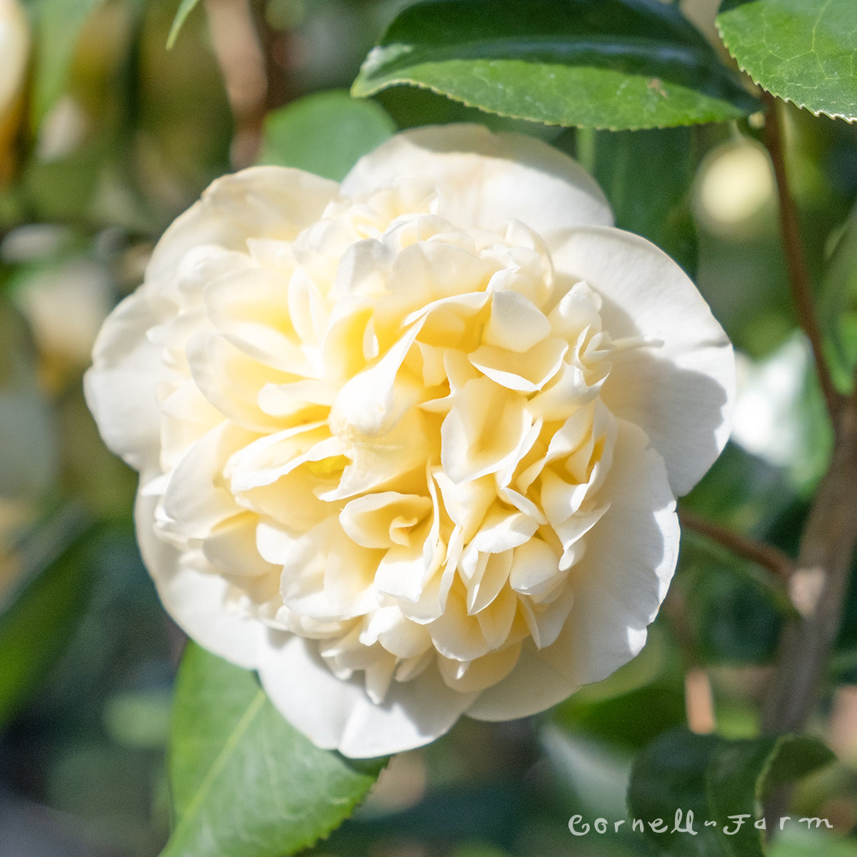 Camellia x williamsii Jury's Yellow 5gal