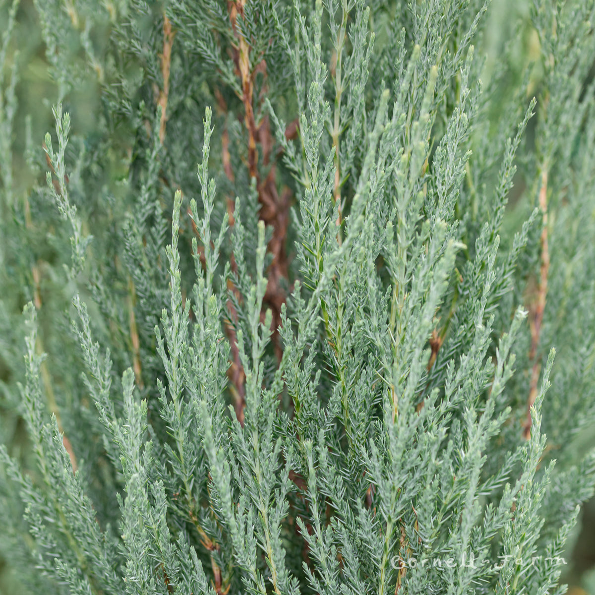 Juniperus v. Blue Arrow 15gal