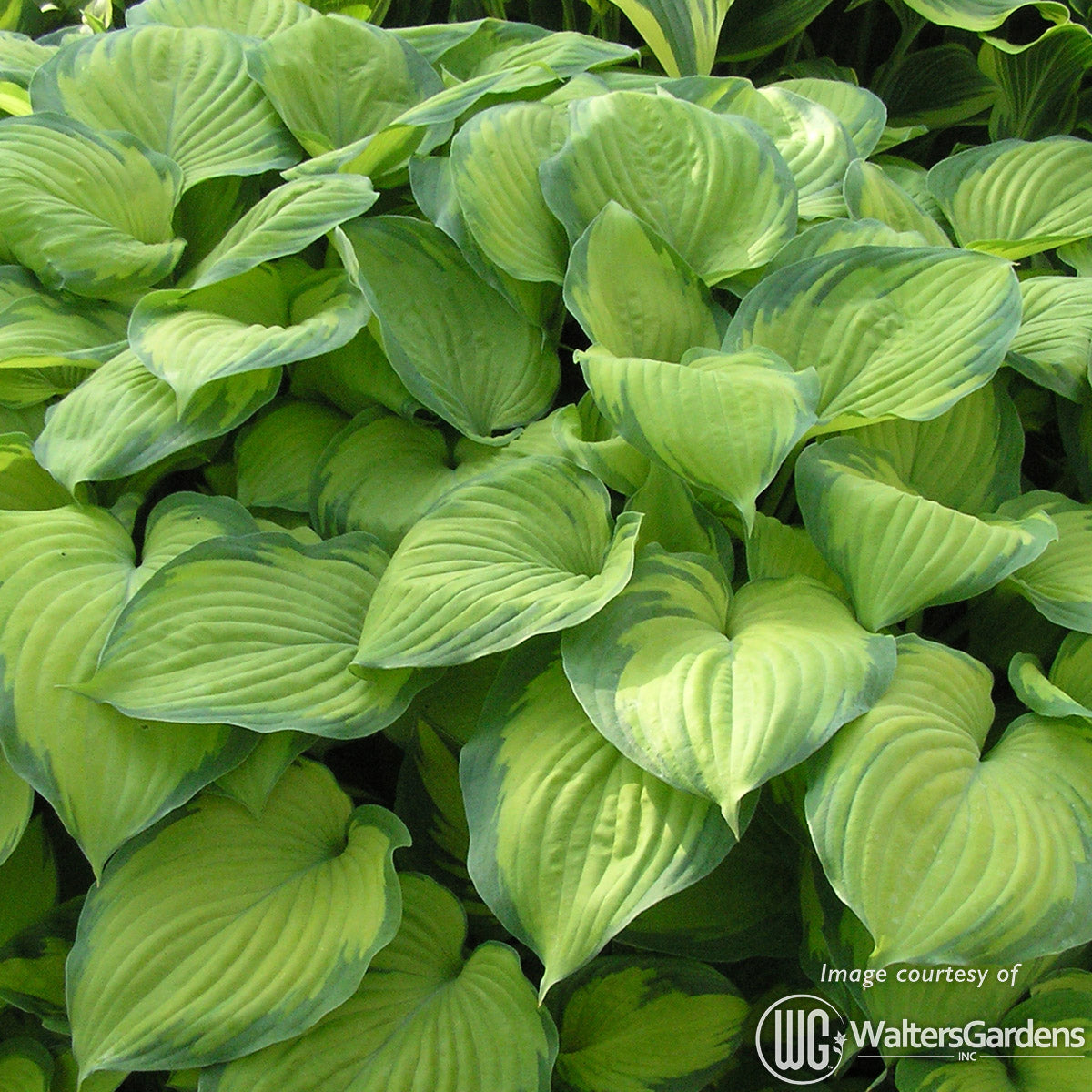 Hosta Guacamole 1gal CF