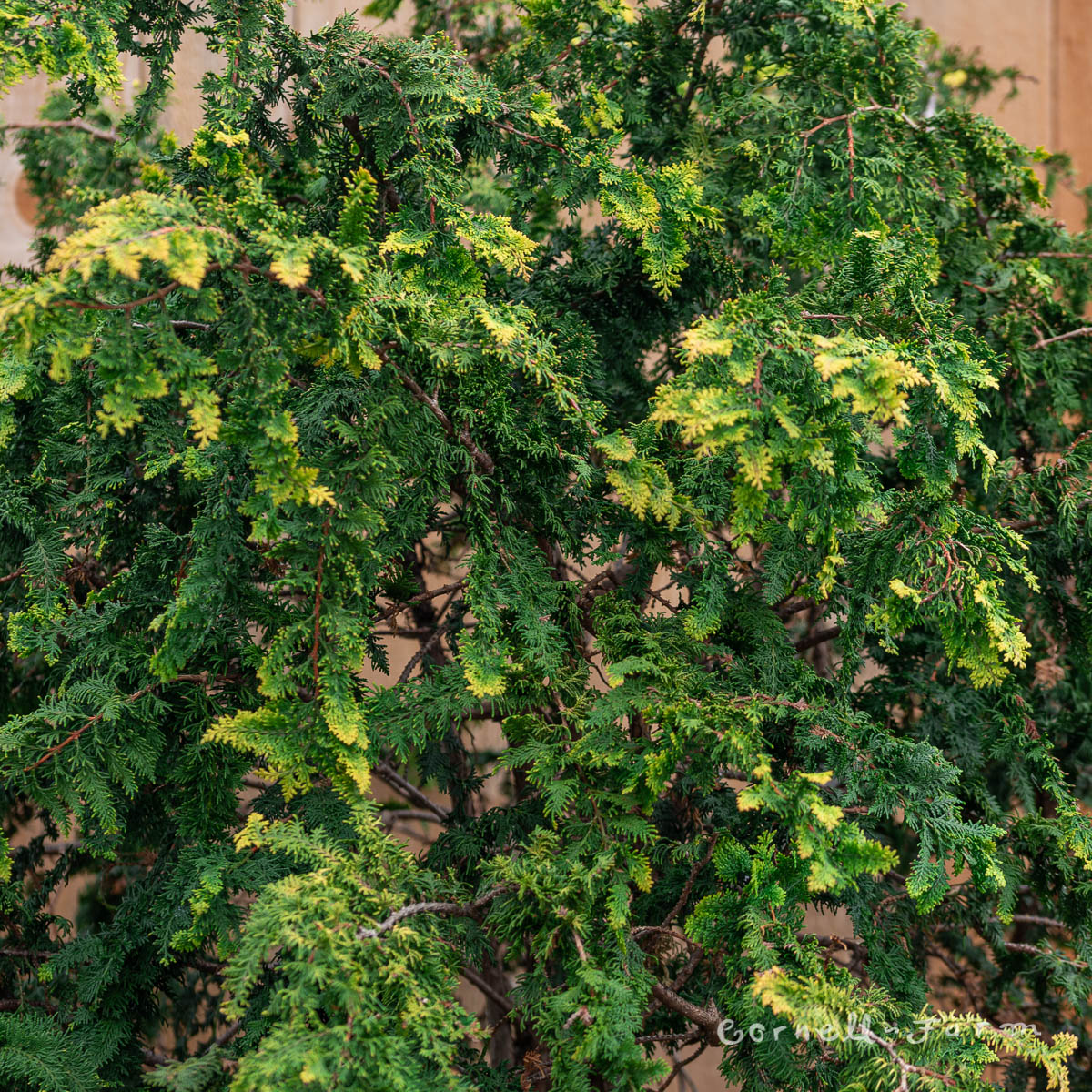 Chamaecyparis o. Fernspray Gold Hinoki Cypress 6gal