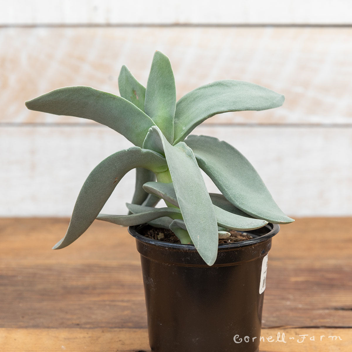 succulent propeller plant Crassula falcata 4in Propeller Plant – Cornell Farm