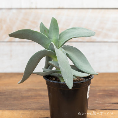 Crassula falcata 4in Propeller Plant