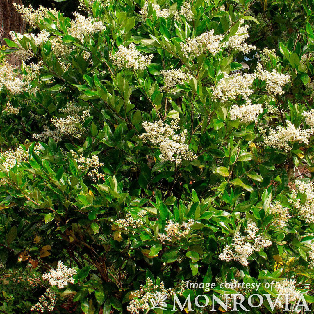Ligustrum texanum 5gal Waxleaf Privet – Cornell Farm