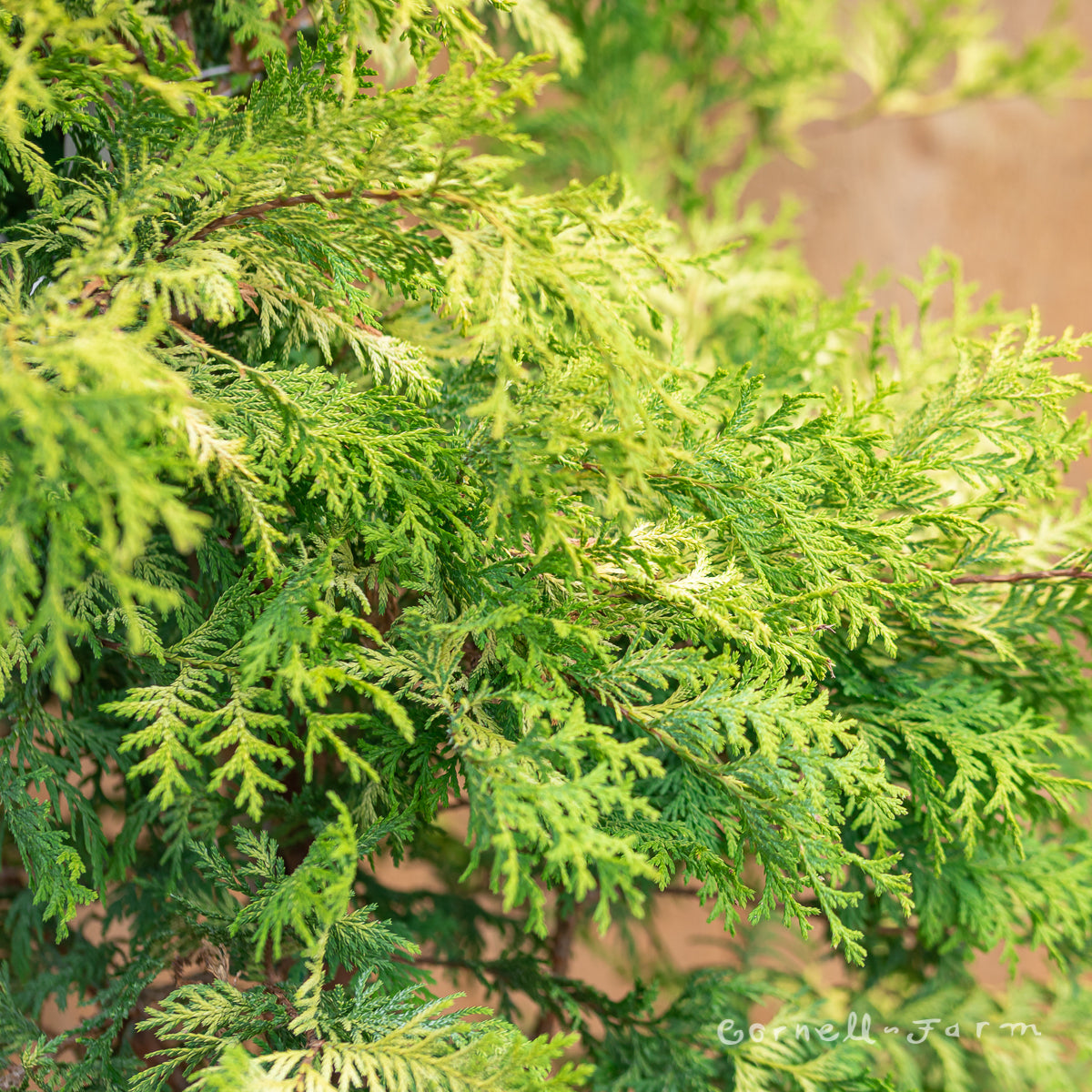 Chamaecyparis p. Soft Serve Gold 2gal Sawara Cypress – Cornell Farm