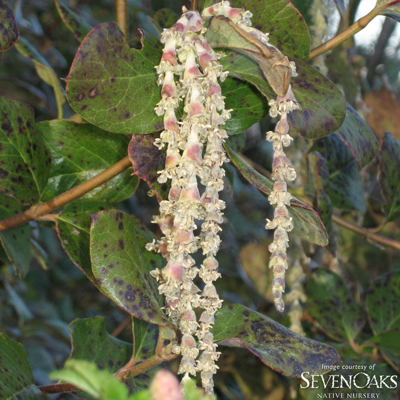 Garrya elliptica 2gal Silk Tassel Bush