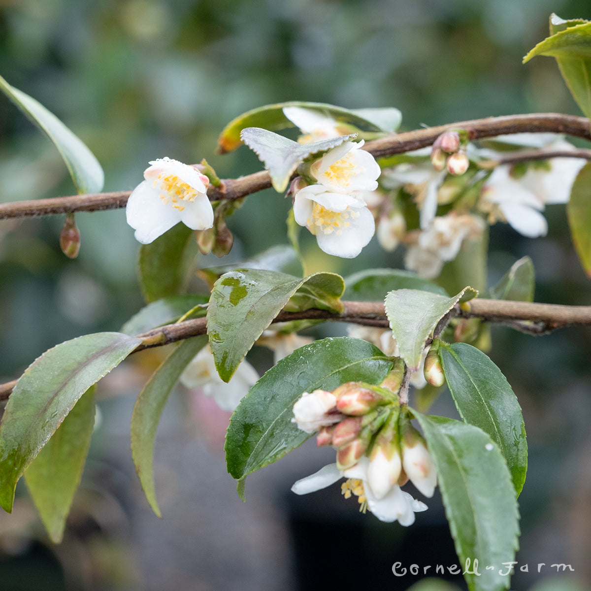 Camellia lutchuensis 5gal