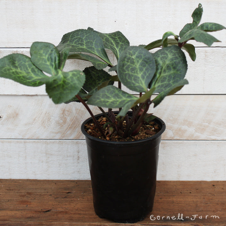 Helleborus Penny's Pink 1gal Frostkiss – Cornell Farm