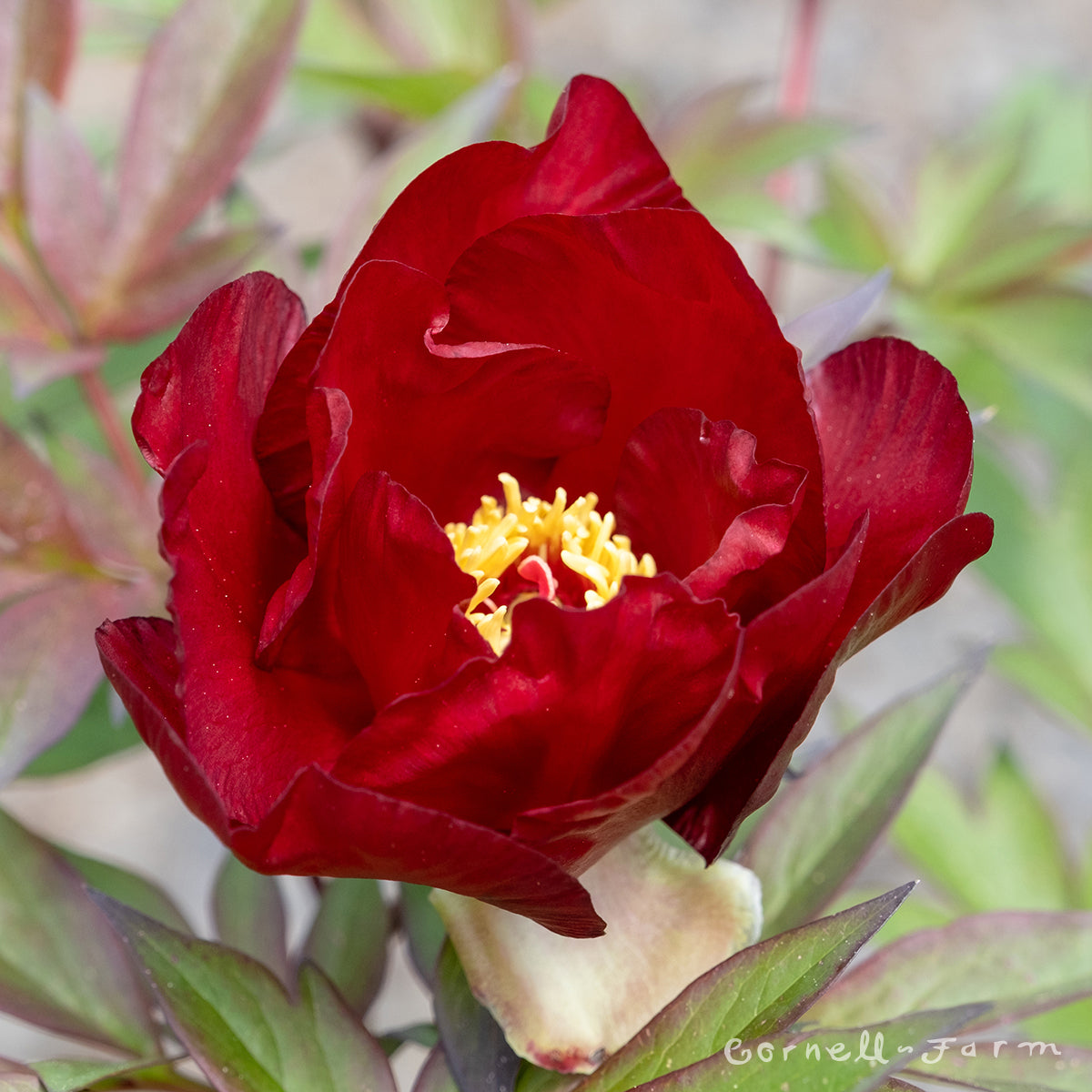 Paeonia Itoh Scarlet Heaven 5gal Peony CF