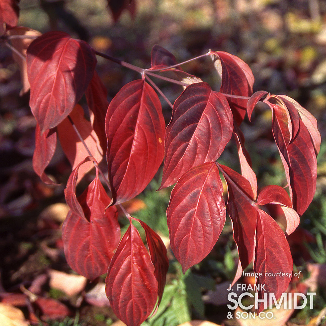 Cornus x Stellar Pink 5-6ft Dogwood tree – Cornell Farm Cornus x Stellar Pink 5-6ft Dogwood tree – Cornell Farm