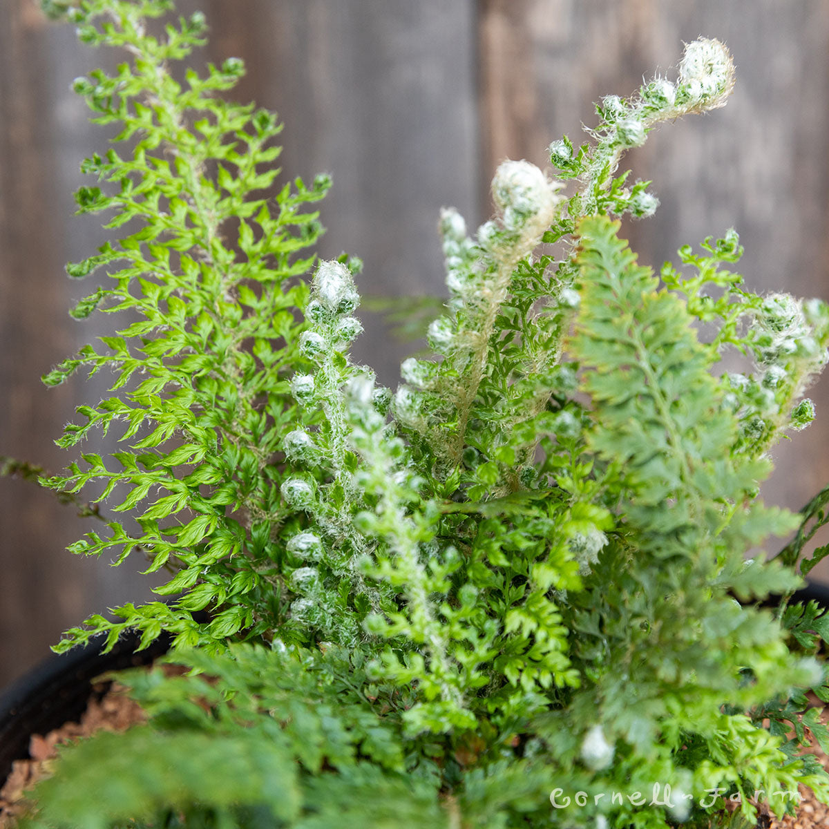 Aaskafer Polystichum setiferum Alaskan 1gal Fern – Cornell Farm