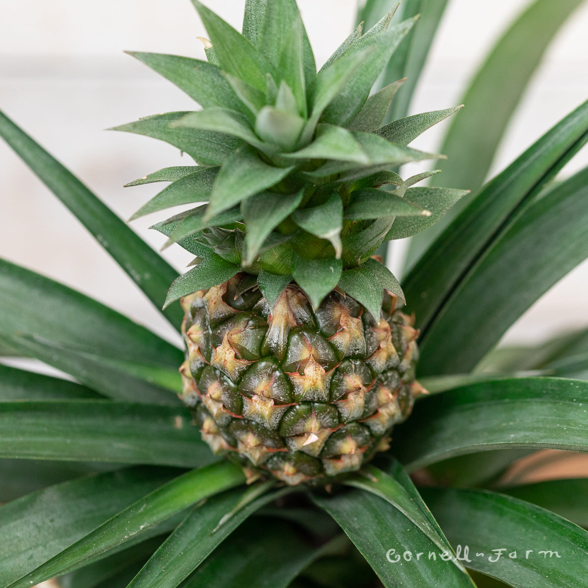 Ananas comosus 6in Pineapple Plant