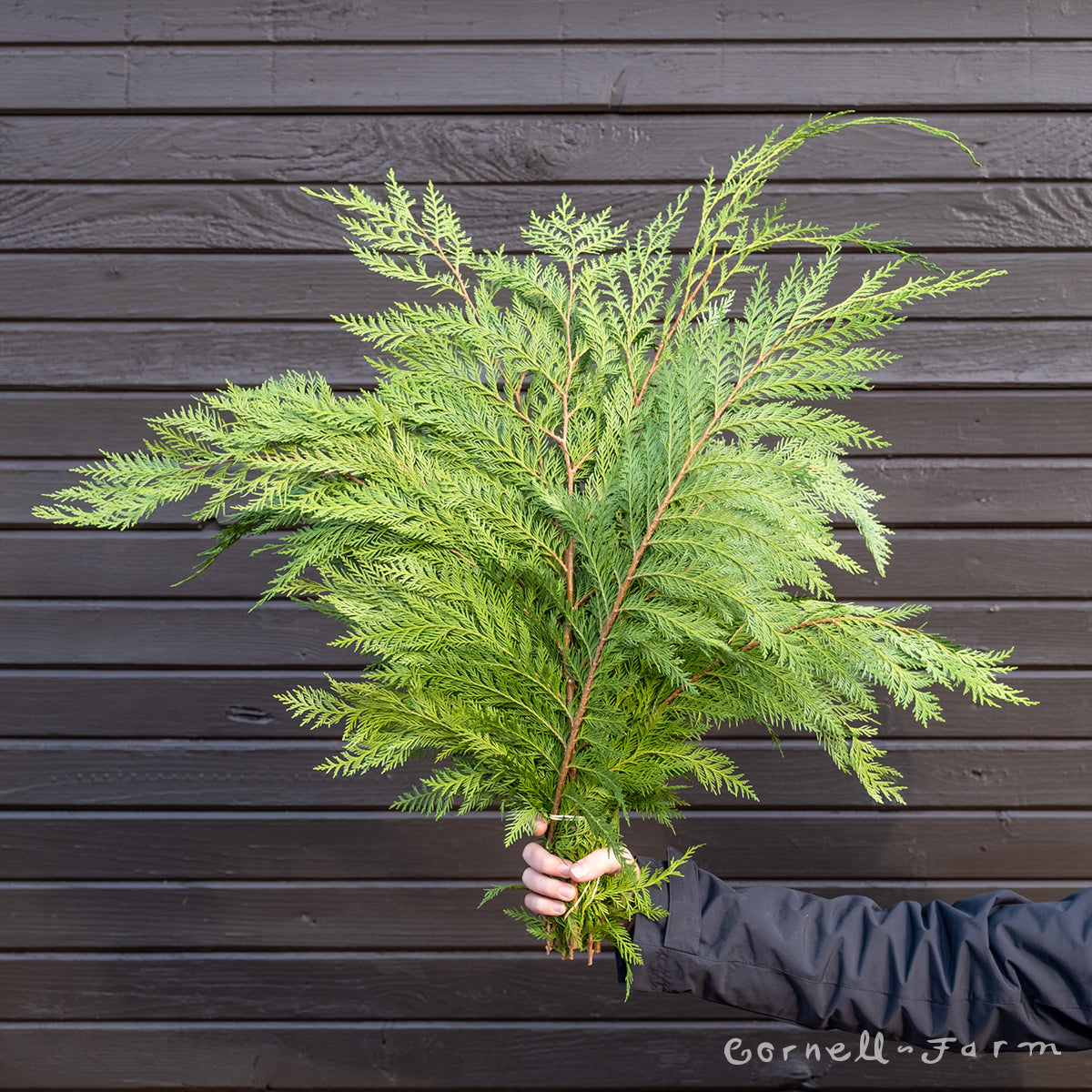 Port Orford Cedar bunch