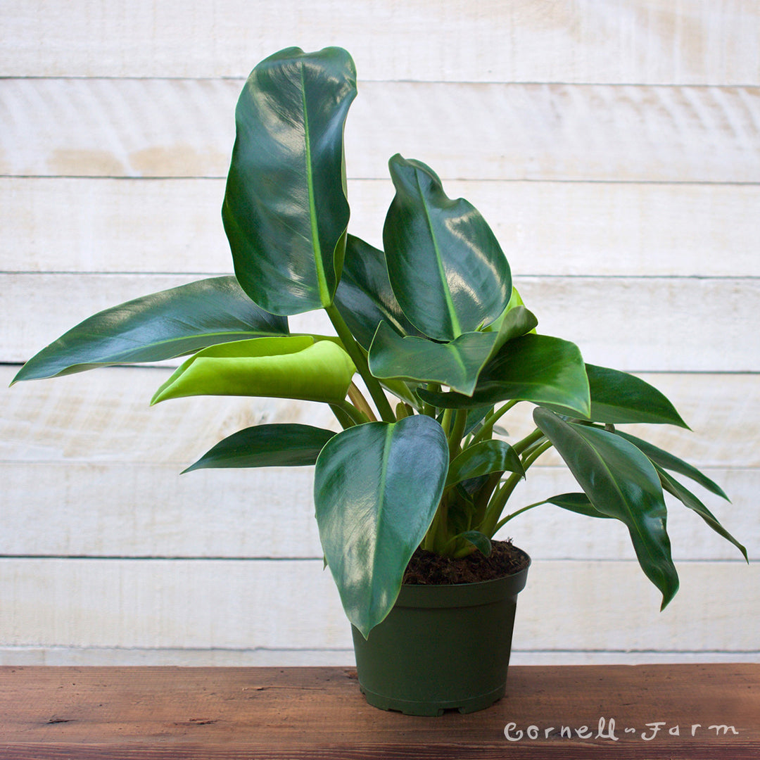 17576 philodendron cir Philodendron t. melanochlorum 6in Congo Green – Cornell Farm