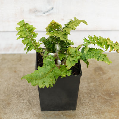 Polystichum s. Congestum SHP Fern