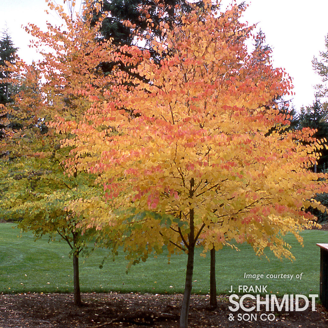 Cercidiphyllum j. Katsura Tree 15gal 1.25cal – Cornell Farm