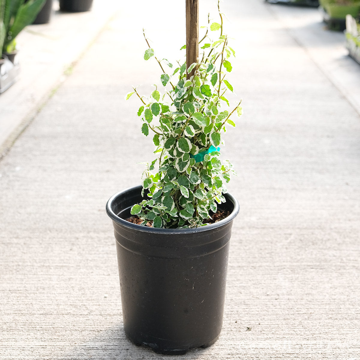 Ficus pumila var. 1gal/6in Variegated Creeping Fig (w/support)