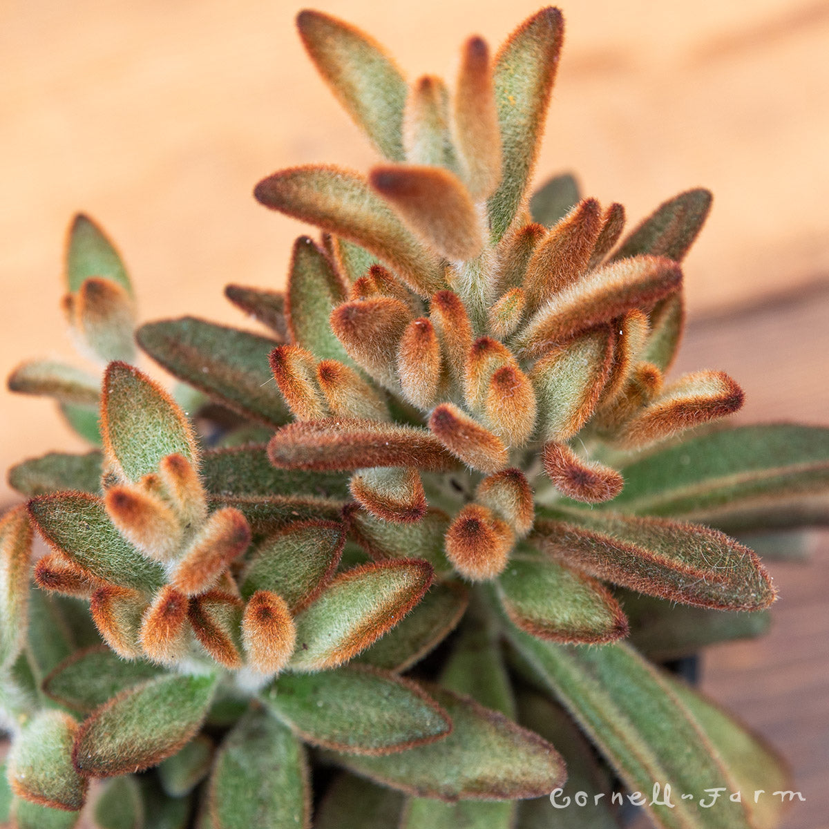 Kalanchoe tomentosa 4in Panda Plant