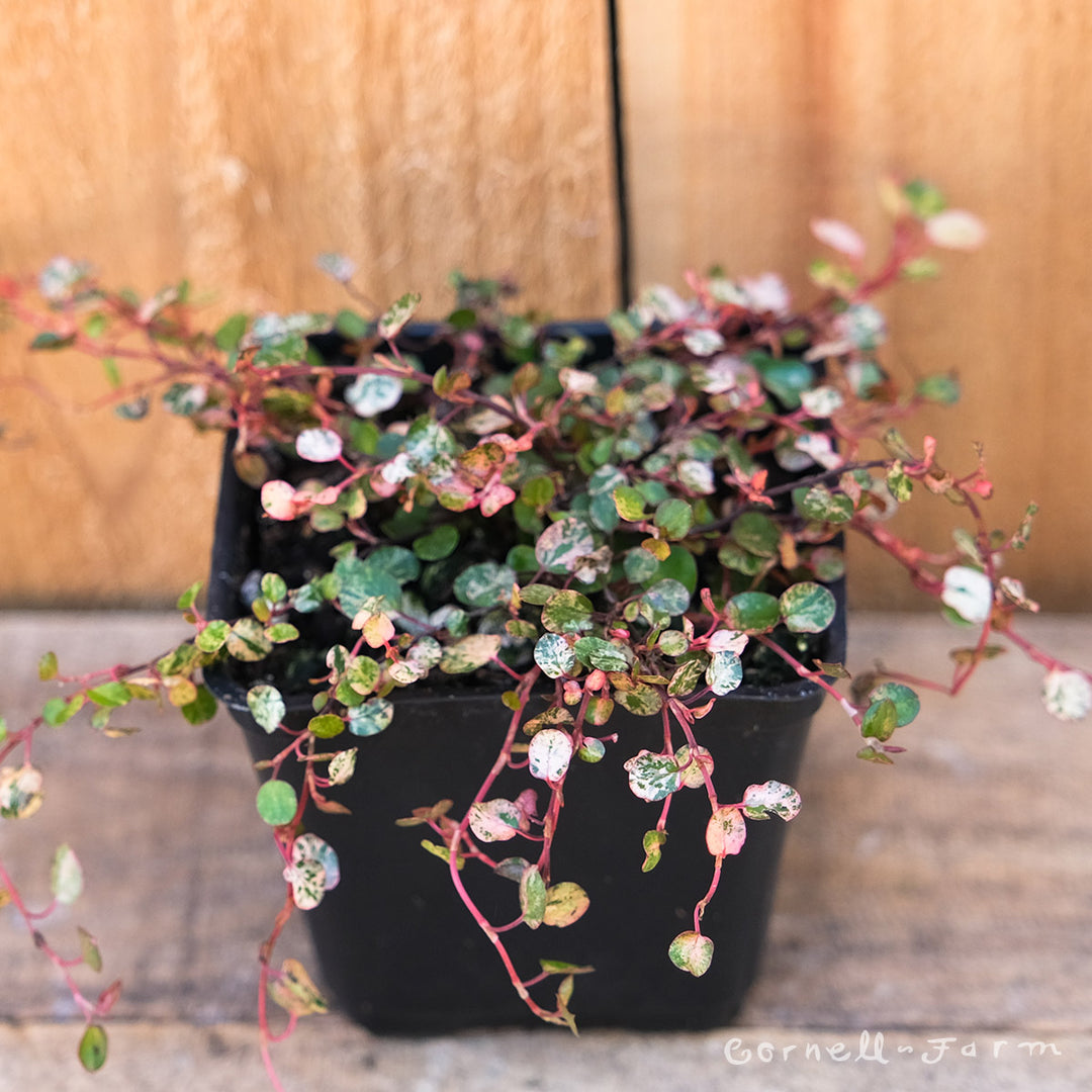 Muehlenbeckia tricolor 4in Wire Vine – Cornell Farm