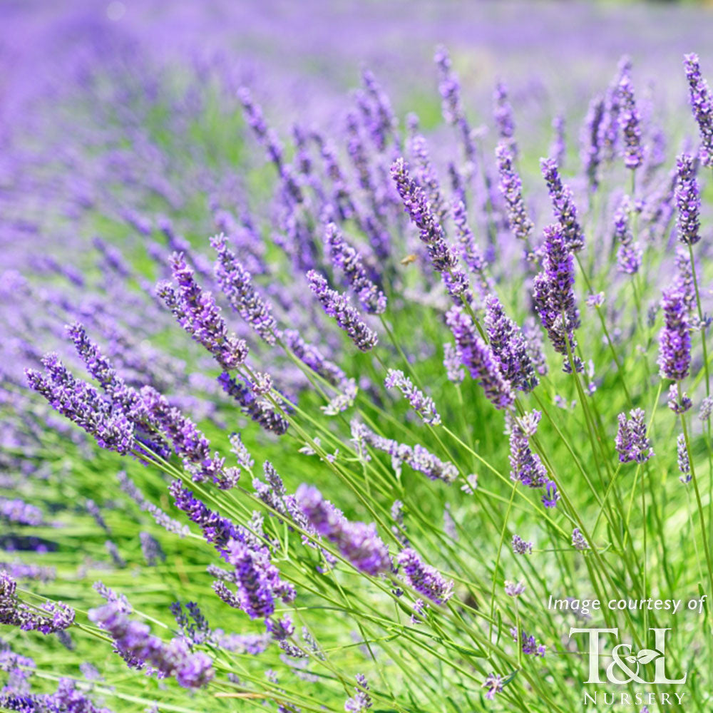 Lavandula int Provence 5in Lavender