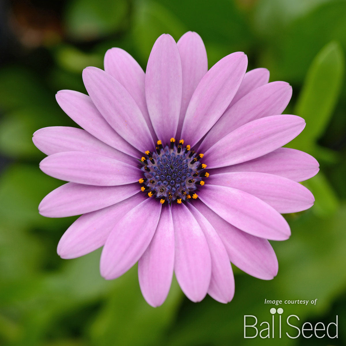 Osteospermum Pink Daisy Falls 4.25in CF