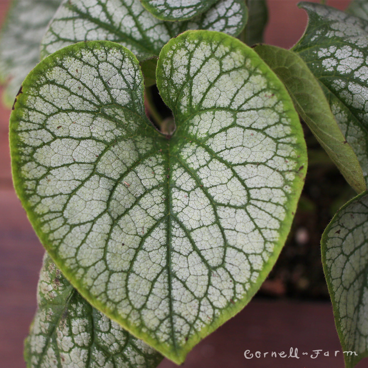 Brunnera Jack Frost 1gal