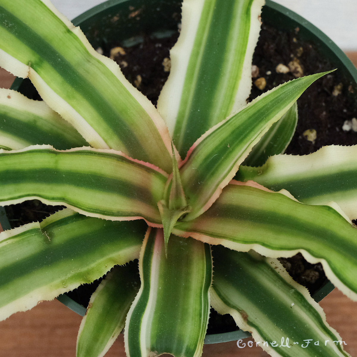 Cryptanthus sp. 4in Earth Star
