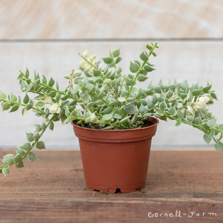 Dischidia ruscifolia Variegated Million Hearts 3in – Cornell Farm