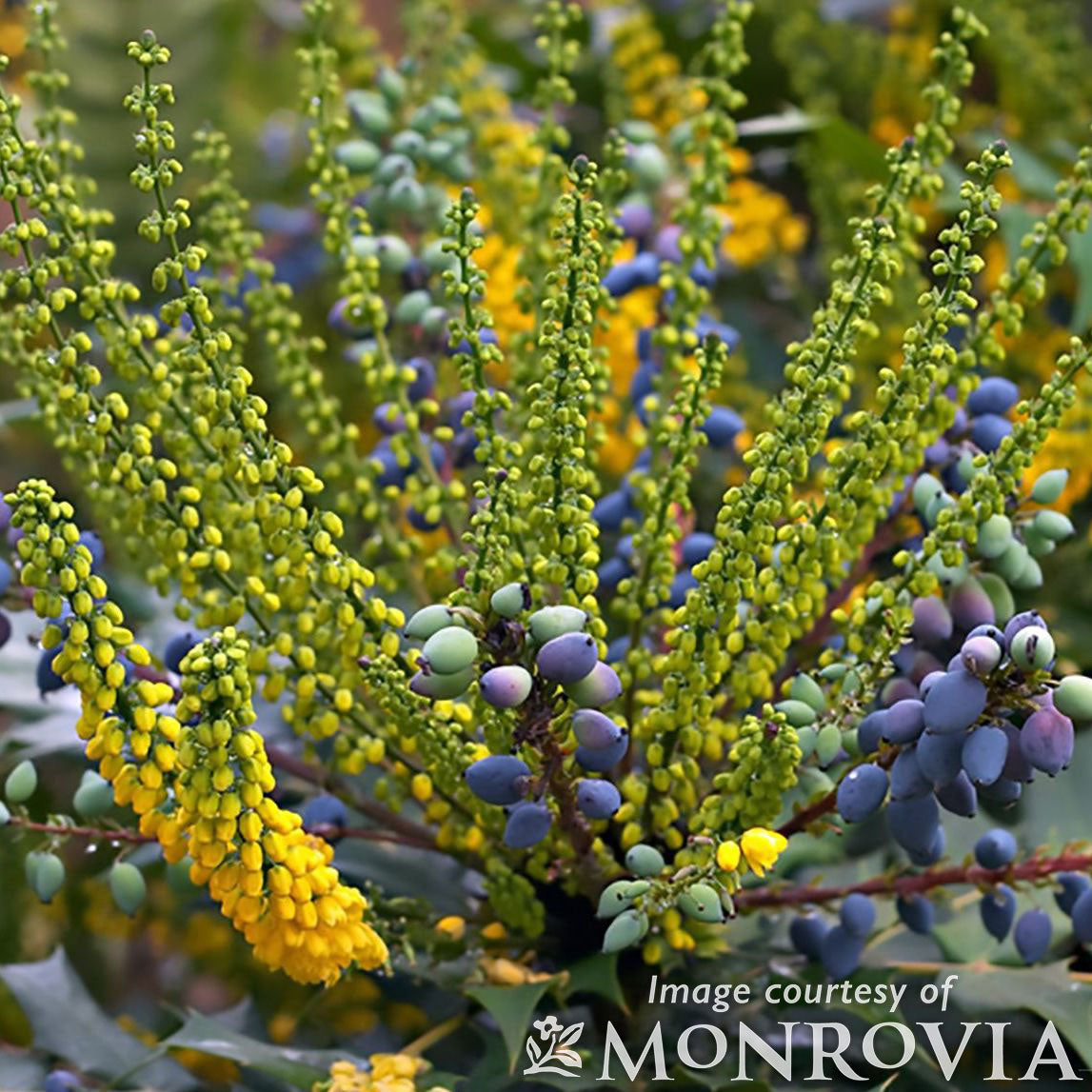 Mahonia x media Charity 5gal