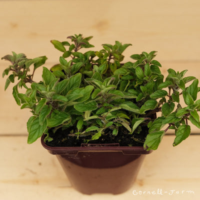 Marjoram Hardy 4in