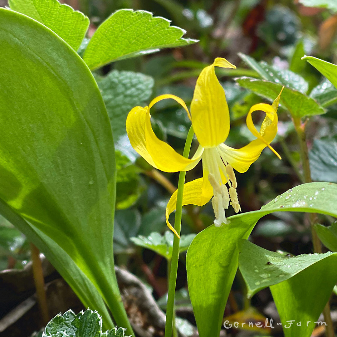 avalanche lily flower Erythronium grandiflorum 1gal. Glacier Lily