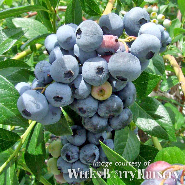 Blueberry Sweetheart 3gal