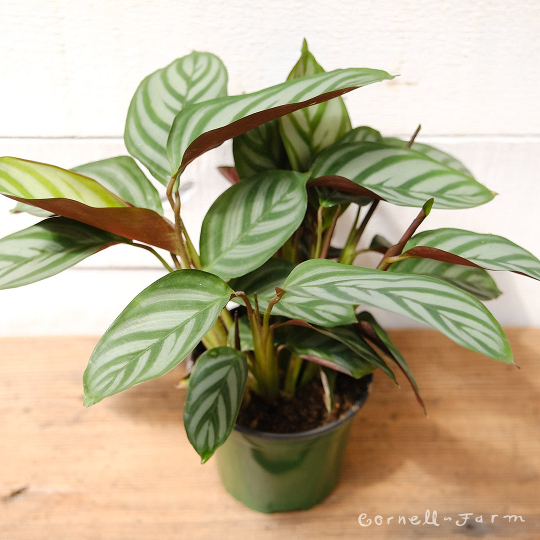Ctenanthe setosa 4in Grey Star Calathea – Cornell Farm