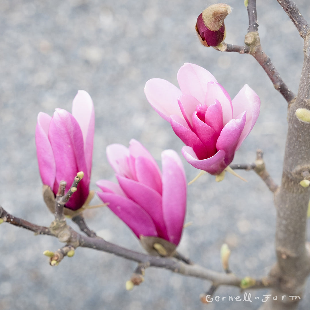 Magnolia Betty 4-5ft – Cornell Farm