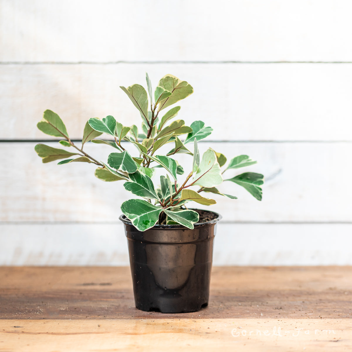 Ficus natalensis leprieurii var. 4in Variegated Triangularis