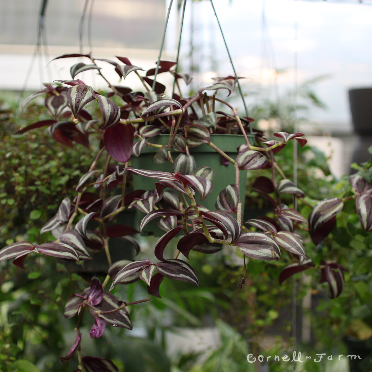 Tradescantia zebrina 6in Purple