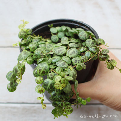 String of Turtles (Peperomia Prostrata) 4in
