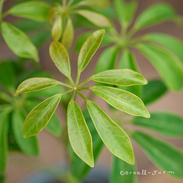 schefflera arboricola leaf Schefflera arboricola 4in Dwarf Umbrella Tree – Cornell Farm